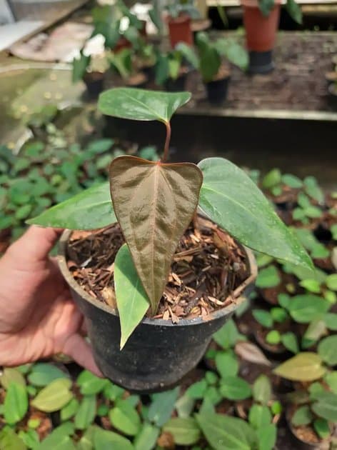 Anthurium Rvdp x Portillae — Anthuriums for sale on Inflos