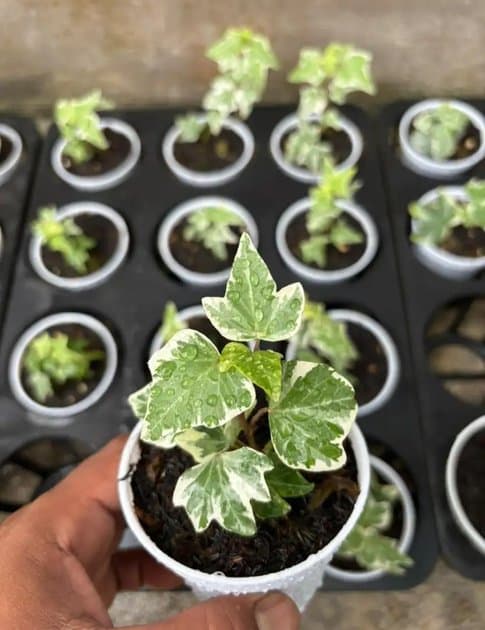 English Ivy Hedera Helix Variegata — Orchids for sale on Inflos