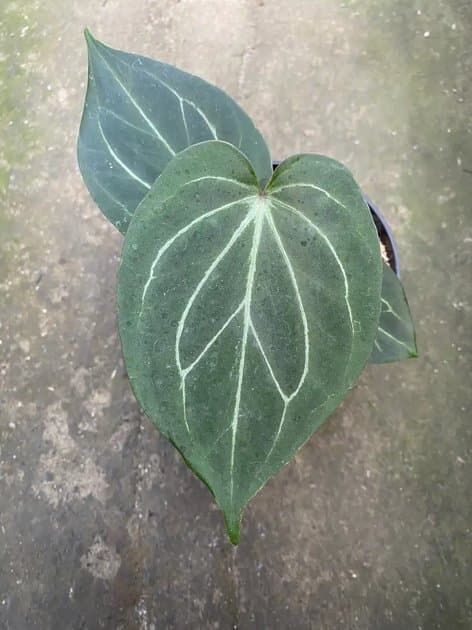 King Of Spades — Anthuriums for sale on Inflos