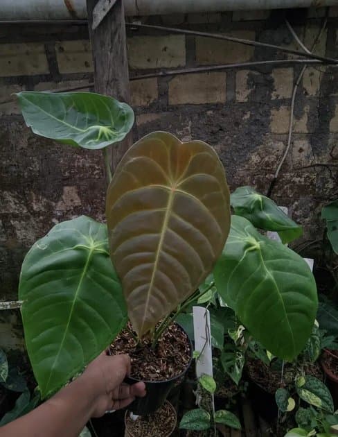 Anthurium Veitchii x Forgetii — Anthuriums for sale on Inflos