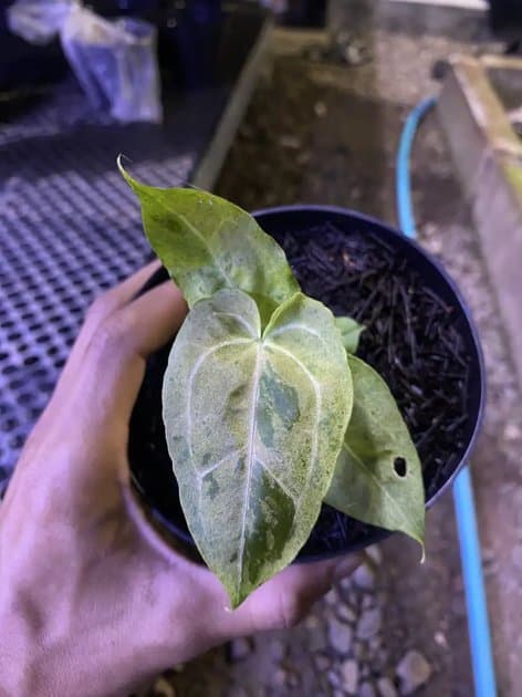 Papillilaminum Mint Variegated Selected — Anthuriums for sale on Inflos