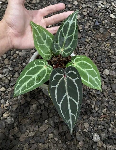 Michele — Anthuriums for sale on Inflos