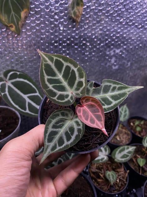 Anthurium Red Tiger — Anthuriums for sale on Inflos