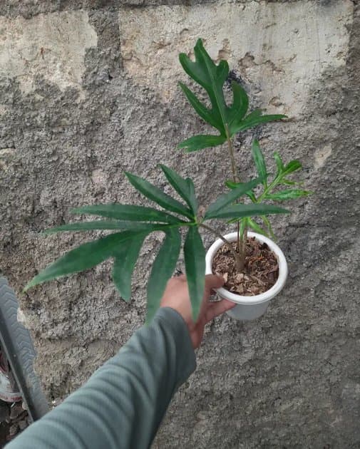 Alocasia Brancifolia — Alocasias for sale on Inflos