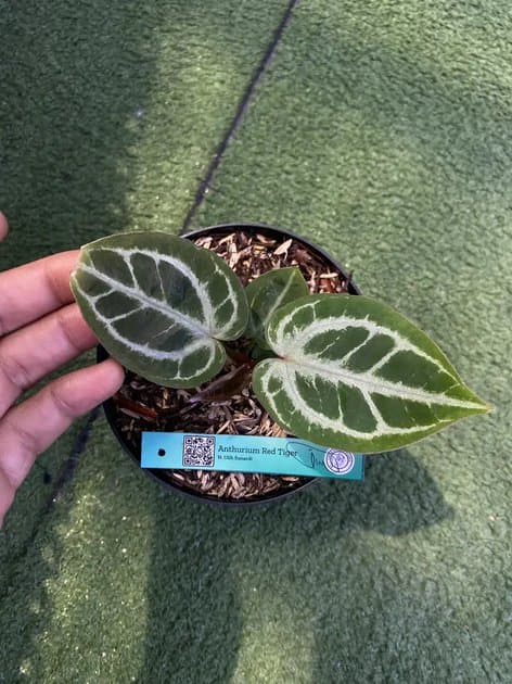 Red Tiger — Anthuriums for sale on Inflos