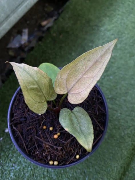 Papillilaminum Mint Variegata Pink — Anthuriums for sale on Inflos
