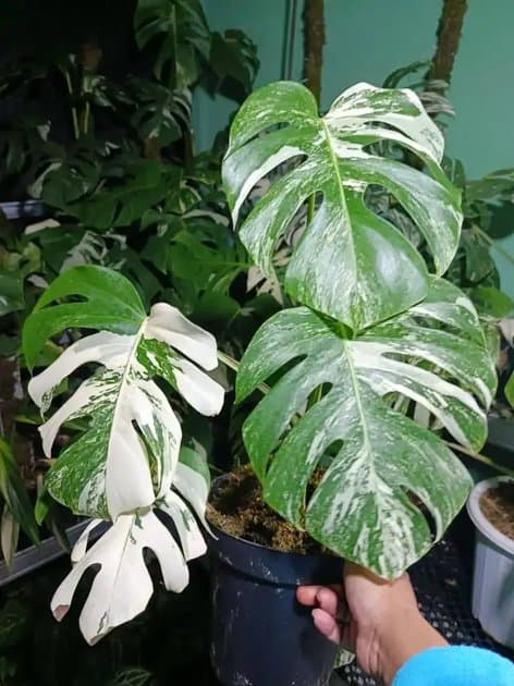 Monstera White Tiger Variegated — Monsteras for sale on Inflos