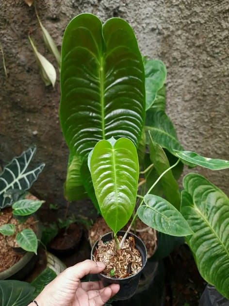 Anthurium Veitchii Narrow — Anthuriums for sale on Inflos