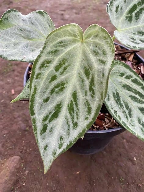 Silver Chrome — Anthuriums for sale on Inflos