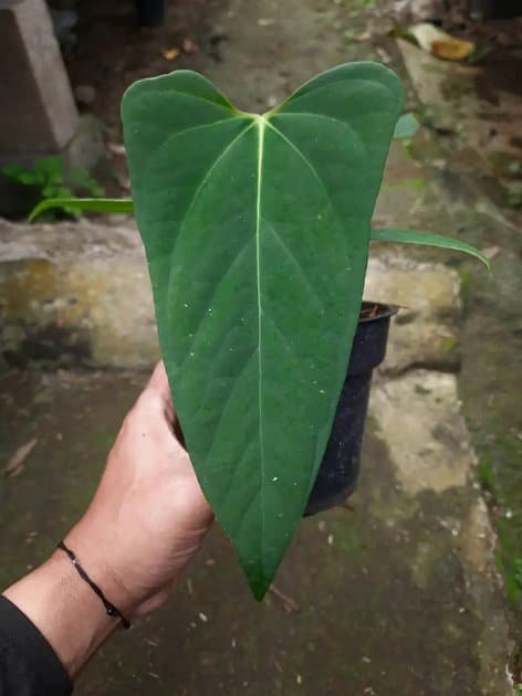 Anthurium Porti Indo Type — Anthuriums for sale on Inflos