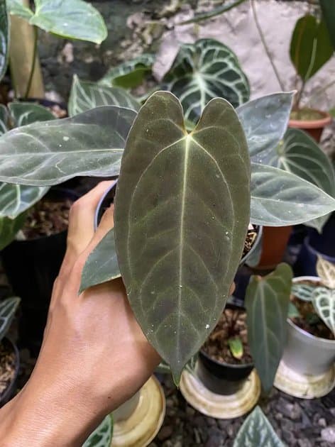Goliath x FS — Anthuriums for sale on Inflos