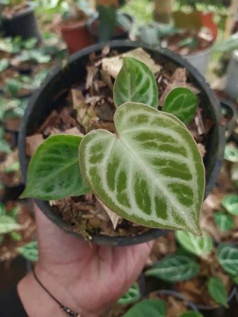 Anthurium Dorayaki x Red Crystallinum — Anthuriums for sale on Inflos