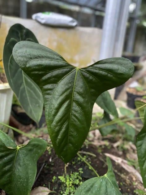 Anthurium Portillae — Anthuriums for sale on Inflos