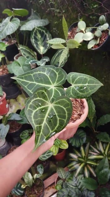 Anthurium King Clarinervium Hybrid — Anthuriums for sale on Inflos