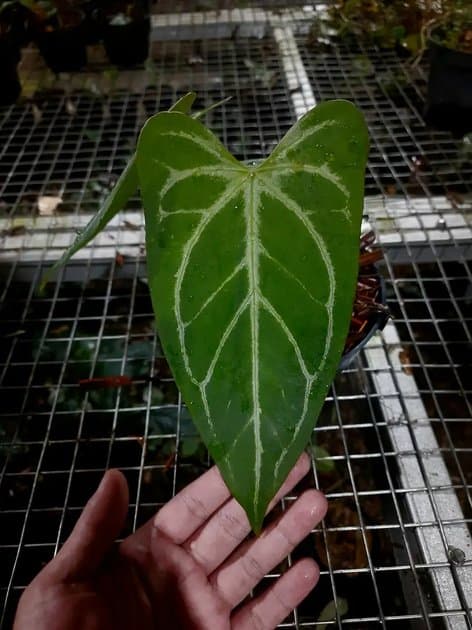 Anthurium Silver Butterfly — Anthuriums for sale on Inflos