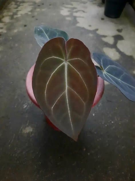 Anthurium Goliath x Dressleri — Anthuriums for sale on Inflos