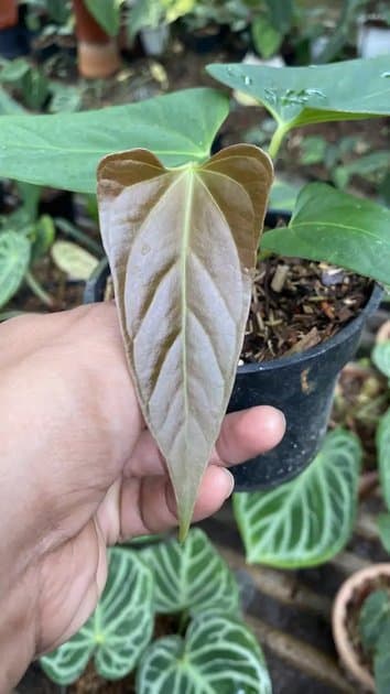 Portillae x Self — Anthuriums for sale on Inflos