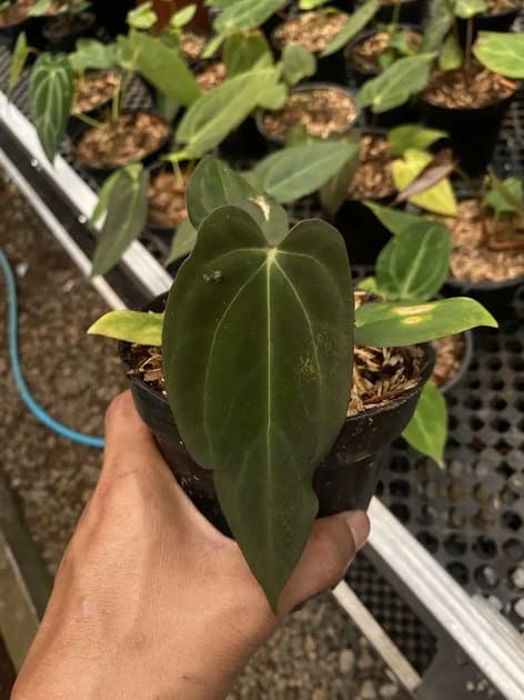 Blue Papillilaminum — Anthuriums for sale on Inflos