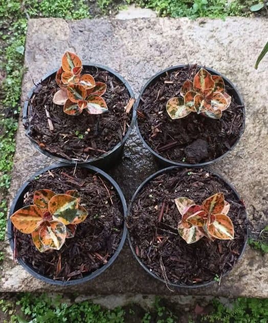 Peperomia Metalicca Variagated — Orchids for sale on Inflos