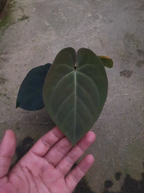 Anthurium Goliath — Anthuriums for sale on Inflos