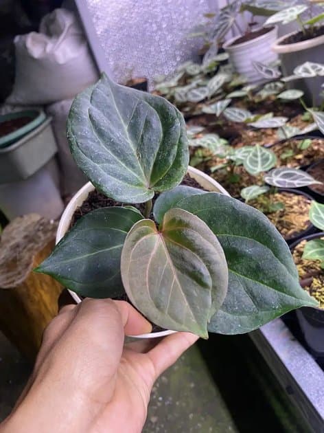 King Of Spades — Anthuriums for sale on Inflos