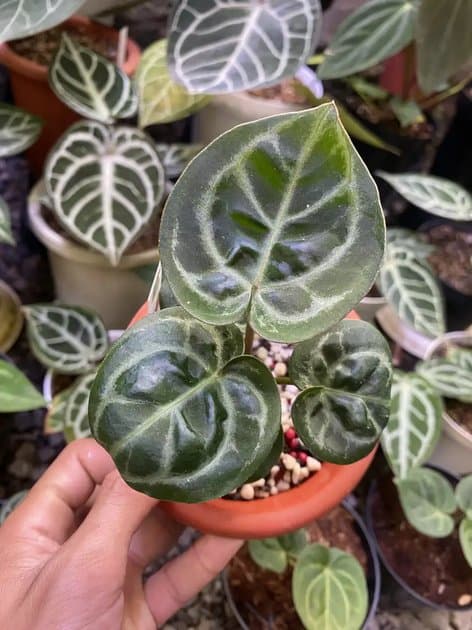 Mutation King Of Spades — Anthuriums for sale on Inflos