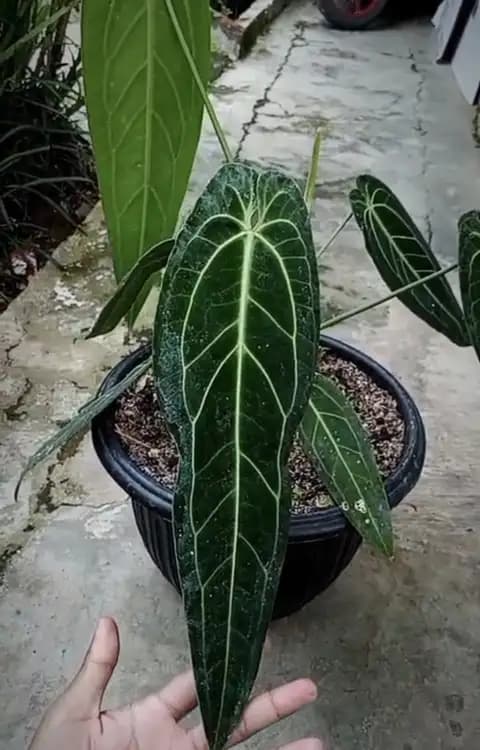 Mother Plant Anthurium Warocqueanum Bigsize — Anthuriums for sale on Inflos