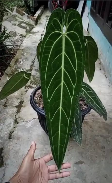 Mother Plant Anthurium Warocqueanum Bigsize — Anthuriums for sale on Inflos