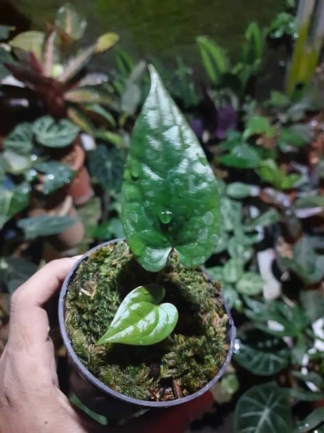 Anthurium Luxurian — Anthuriums for sale on Inflos