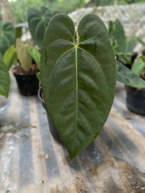 Dressleri x Aos — Anthuriums for sale on Inflos