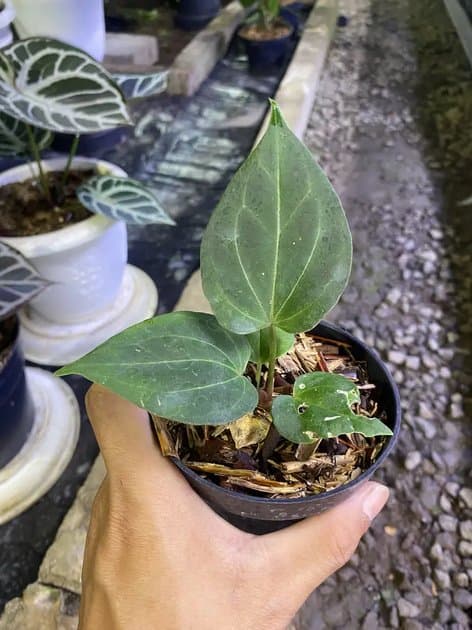 King Of Spades Butterfy — Anthuriums for sale on Inflos