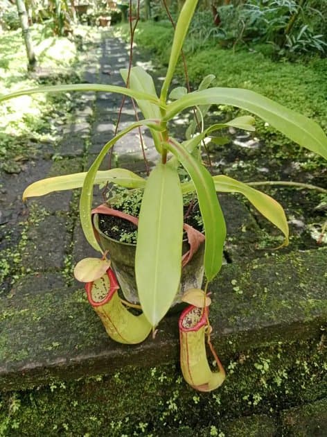 Kantong Semar — Orchids for sale on Inflos