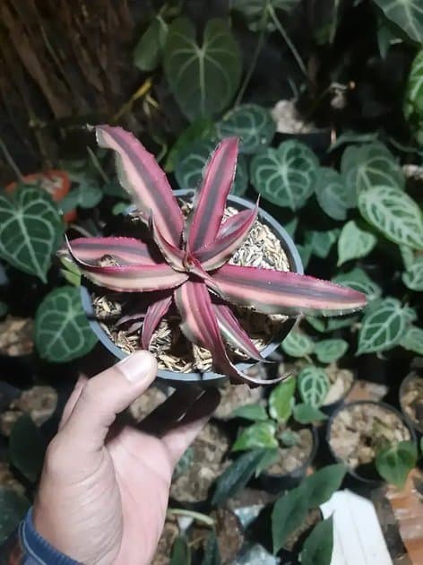 Cryptanthus Bivittatus — Others for sale on Inflos