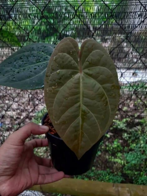 Anthurium Forgeti Dark Form — Anthuriums for sale on Inflos