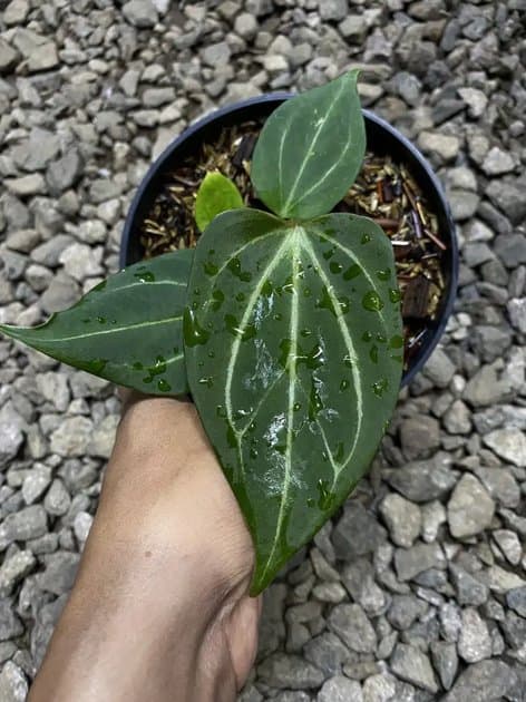 King Of Spades Butterfly — Anthuriums for sale on Inflos