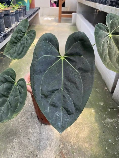 Goliath Self Bigsize — Anthuriums for sale on Inflos