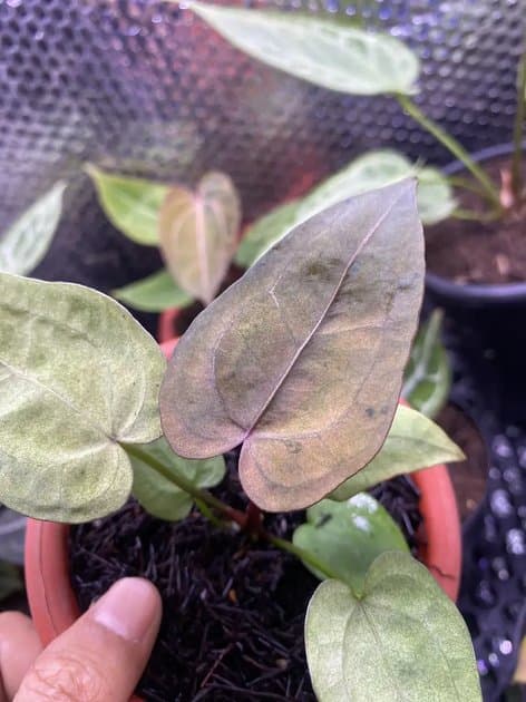 Papillilaminum Mint Variegated Pink — Anthuriums for sale on Inflos