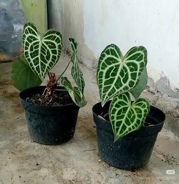 Anthurium Queen Clarinervium — Anthuriums for sale on Inflos