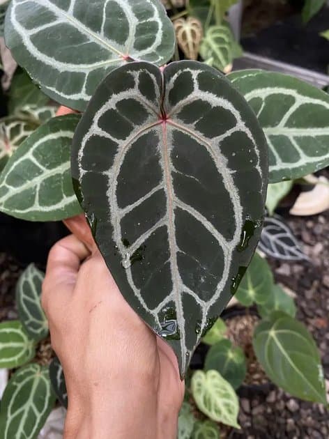 Michelle — Anthuriums for sale on Inflos