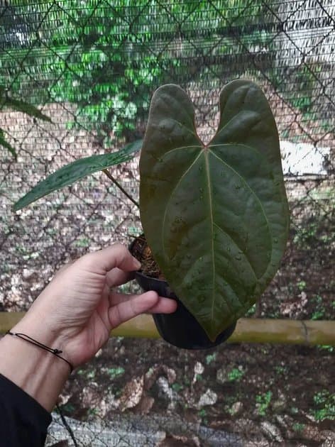Anthurium Papillilaminum Dark — Anthuriums for sale on Inflos
