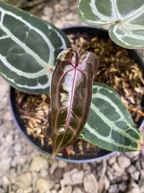 Anthurium Michele — Anthuriums for sale on Inflos