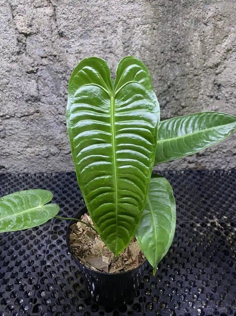 Anthurium King Veitchii — Anthuriums for sale on Inflos