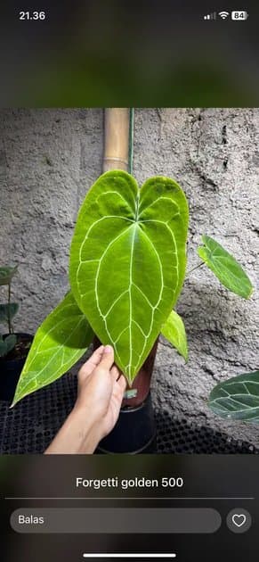 Forgetii Golden Mother Plant — Anthuriums for sale on Inflos