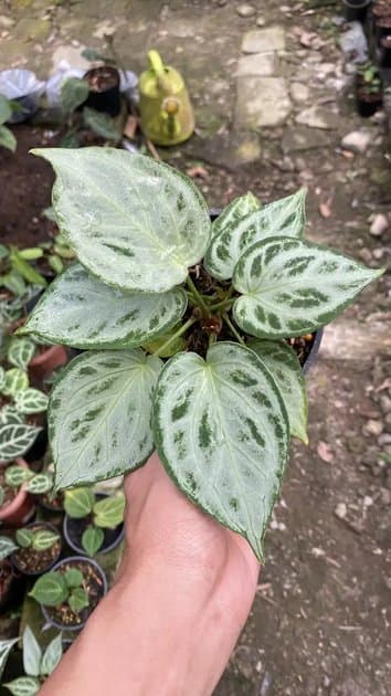 Silver Chrome — Anthuriums for sale on Inflos