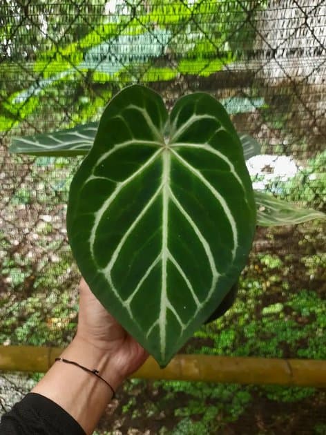 Anthurium Dorayaki Hybrid — Anthuriums for sale on Inflos