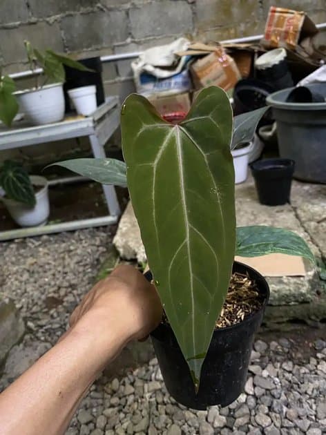 Papillilaminum x Helboy — Anthuriums for sale on Inflos