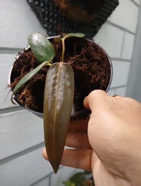 Zdf Original Clone — Anthuriums for sale on Inflos