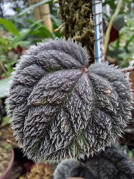 Piper Sp Timika — Orchids for sale on Inflos