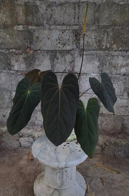 Mother Plant Blue Papillipaminum Original — Anthuriums for sale on Inflos