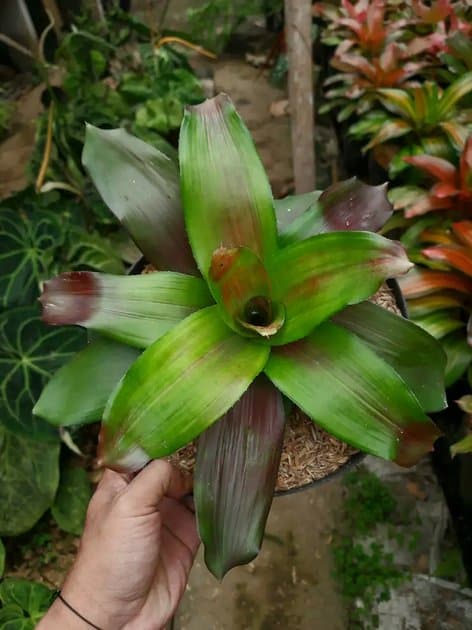 Bromelia Neoregelia — Others for sale on Inflos